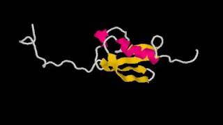 SUMO protein  3D ribbon model Rate My Science [upl. by Olotrab]