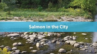 Salmon Festival at Highland Creek  Salmon in the City [upl. by Chlores]