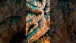 fantasticpatternshardcoralslobophylliacorymbosascubalifevideographymoalboalcebu🇵🇭 [upl. by Woodhead]