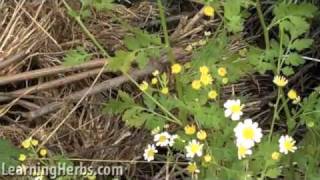 Feverfew herb Tanacetum parthenium [upl. by Steele744]