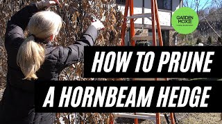 How to Prune a Hornbeam Hedge [upl. by Bac]