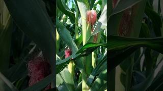 Llenado de grano en maíz 🌽 maiz agronomia [upl. by Nett926]