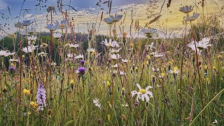 La biodiversité c’est ça  Do it  Garden  Migros [upl. by Neehsar938]