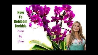 ORCHID CARE TIPS AFTER FLOWERING How to Make ORCHIDS REBLOOM 💐Flower Again 😀Shirley Bovshow [upl. by Alleuqcaj]