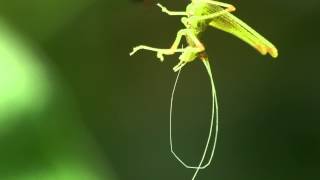 katydid molts and eats its exoskeleton [upl. by Motch]