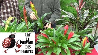 Conseils jardinage Vriesea Entretien et arrosage Plante verte d’intérieur [upl. by Tirrell]