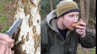 How to Tap Birch Tree Sap  Bushcraft tutorial [upl. by Etnomaj179]