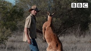 Dont mess with Roger the Kangaroo  Kangaroo Dundee  BBC [upl. by Roslyn]