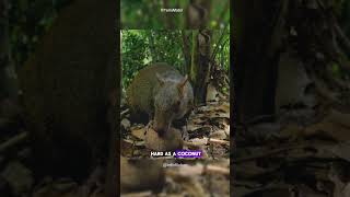 The Surprising Connection Between Brazil Nuts and Tiny Rodent BrazilNuts Agouti AmazonRainforest [upl. by Nels]