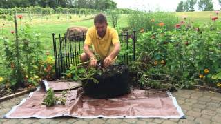 Kennebec Potato Grow Tub Harvest [upl. by Sirenay]