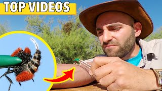 STUNG by a VELVET ANT amp WARRIOR WASP All Coyote Petersons Worst Stings [upl. by Nosyt]