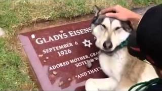 Dog Crying On Owners Grave 2016 [upl. by Inat]