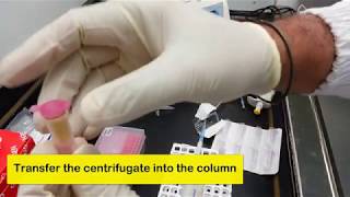 Plant RNA Extraction with Qiagen RNEasy Kit and Subtitles [upl. by Ginger415]