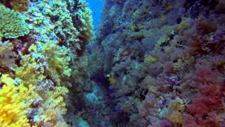 Epic scuba diving experience in North Male Atoll Maldives [upl. by Stephanus]