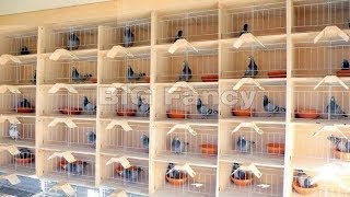 BEST Modern pigeon loft design  Pigeons breeding Coops [upl. by Ayiotal]