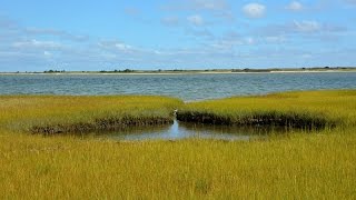 Salt Marshes [upl. by Buonomo]