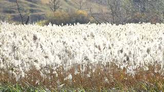 30minutes the wind in the field sways the white spikelets [upl. by Warrin613]