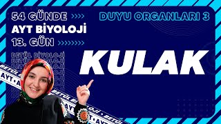 13 Kulak  Duyu Organları  11 Sınıf Biyoloji  2024 AYT Biyoloji Kampı 13 Gün [upl. by Ahsinroc]