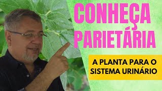 CONHEÇA PARIETÁRIA A PLANTA PARA O SISTEMA URINÁRIO [upl. by Nilrev]