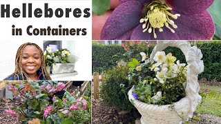 Planting Hellebores in Containers  The Swiss Garden [upl. by Tikna]