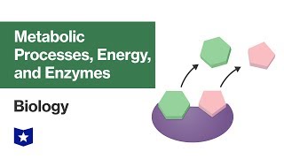 Metabolic Processes Energy and Enzymes  Biology [upl. by Ellimac]