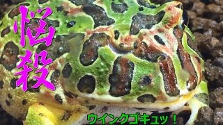 【えくりん】 ベルツノガエル 冷凍ワカサギ 給餌 何匹食べるかな？ 【Ceratophrys ornata】 [upl. by Gerdy366]