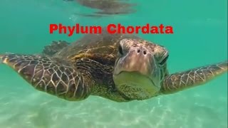 Chordata  Animal Kingdom  CBSE Class 11 Biology Chapter 4  NCERT Biology  NEET Biology [upl. by Barbaraanne]