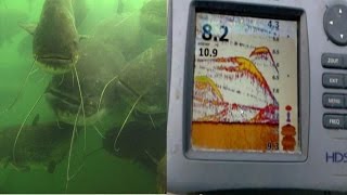 CATFISH WINTER AGGREGATION CAUGHT ON FISHFINDER by CATFISH WORLD [upl. by Lleda]