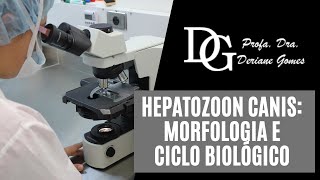 019 Hepatozoon canis Morfologia e Ciclo Biológic [upl. by Deste457]