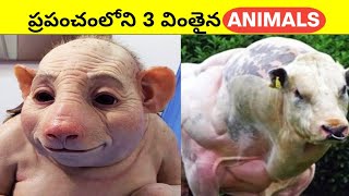 😱 ప్రపంచంలో 3 విచిత్రమైన జంతువులు చూడండి 😳🚩 shorts facts godfacts ytshort rammandir ram [upl. by Irt]