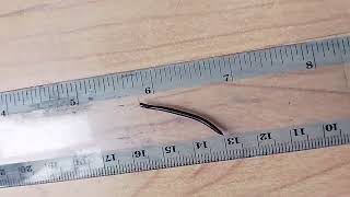 Snake Millipede speed can be calculated using the ruler UK wild nature put in garden unharmed [upl. by Cimbura]