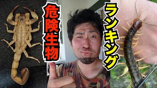 実際に刺されてヤバかった危険生物ベスト5 そして…【セルフ人体実験＝教養】 [upl. by Ashely95]