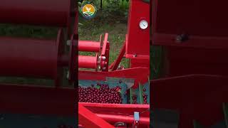 How To Harvest Cherry [upl. by Yendis]