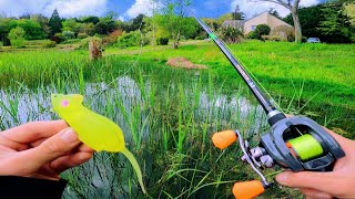 Létang au fond de son jardin cache des poissons énormes que le propriétaire navait jamais vu [upl. by Irita]