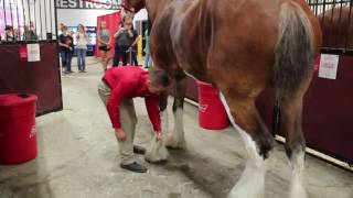 Behind the Scenes with the Budweiser Clydesdales [upl. by Ahsienyt]