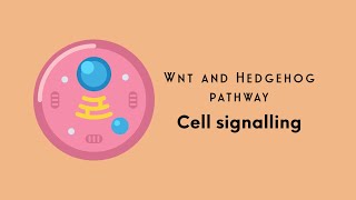 Wnt and Hedgehog signalling pathway  Cell signalling  Developmental biology [upl. by Briant]