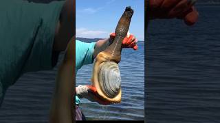 The Worlds Largest Clam Pacific Geoduck [upl. by Wylie]