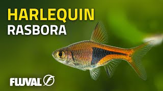 Species Spotlight  Harlequin Rasbora [upl. by Erminna]