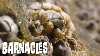 How do barnacles form [upl. by Launcelot585]