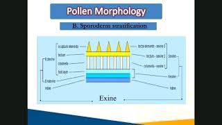 08 Palynology amp fertilization [upl. by Marsh]