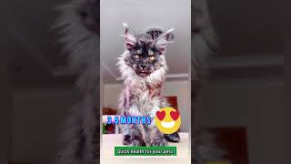 Do you like Maine coon 🤗🤗💞 cat catallergy pets helpstrays catnoise birds cute catspurr [upl. by Analos]