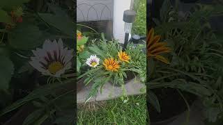 Gazanias going to sleep for the night shorts gardening plants trendingshorts earth [upl. by Ellerad360]