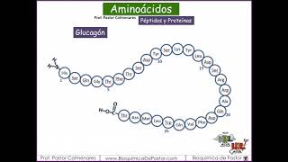 Función de los péptidos  Parte VIII [upl. by Jonathan365]