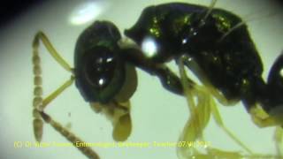 Under Microscope Parasitic Chalcid Wasps Pteromalidae Chalcidoidea Hymenoptera in Turkiye [upl. by Anaibib]