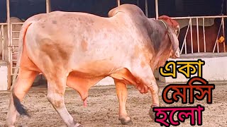 Gabtoli Gorur haat 2021Big Cow in Dhaka [upl. by Yaluz]