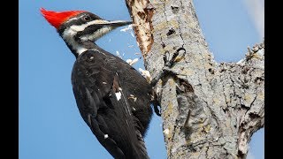 The Power Of The Woodpecker  Corrie ten Boom [upl. by Peugia]