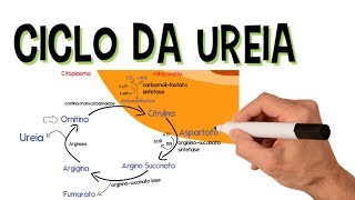 ✅ CICLO DA UREIA [upl. by Anders]