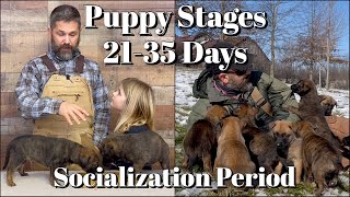 Puppy Developmental Stages Episode 3  Early Socialization Period 2149 Days [upl. by Markson960]