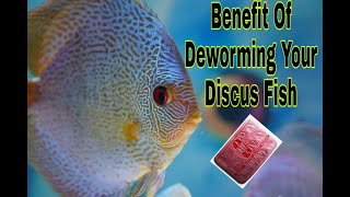 Deworming My Discus Fish  Benefit Of Deworming Your Discus Fish [upl. by Miran]