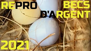 REPRO BEC DARGENT 🥚 2ÈME TOUR CANARI MOINEAUX DU JAPON OISILLONS À 23 amp 24 JOURS VLOGCANARI24 [upl. by Ainimreh95]